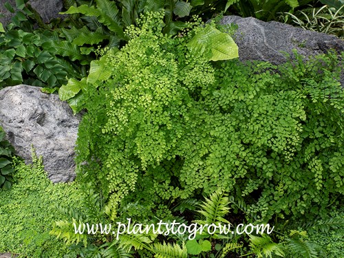 Delta Fern (Adiantum raddianum 'Fragrantissimum')